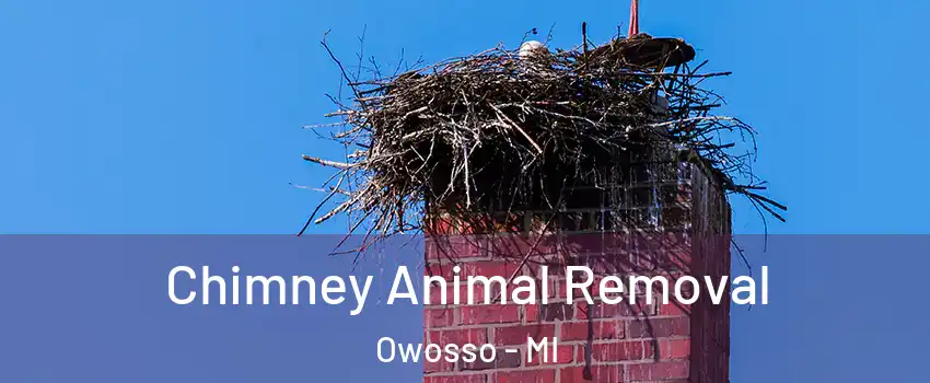  Chimney Animal Removal Owosso - MI