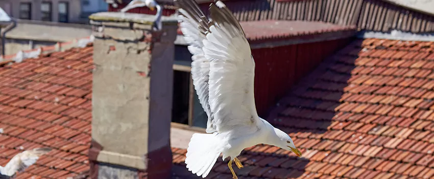 Residential Chimney Animal Removal Solution in Owosso, MI