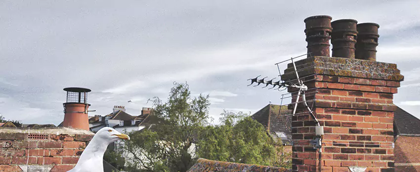 Chimney Cleaning And Restoration in Owosso, Michigan